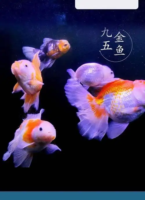 百褶泰狮冷水金鱼精品活鱼进口f1红白菠萝泰师樱花黑色百褶裙国粹不重