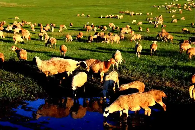 远方的召唤～呼伦贝尔大草原
