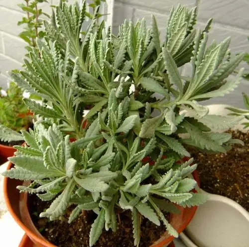 展开全部 图为唇形科植物阔叶薰衣草,学名lavandula spica 多年生