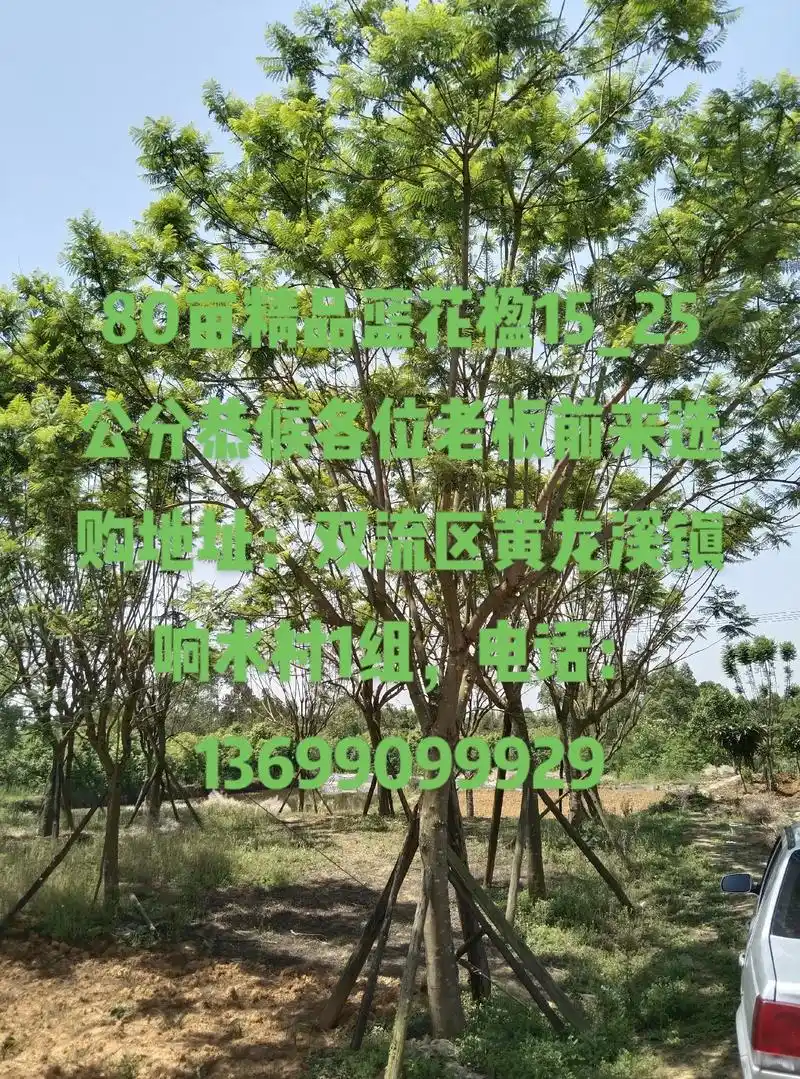 80亩精品蓝花楹15_25公分恭候各位老板选购地址:双流区黄 - 抖音