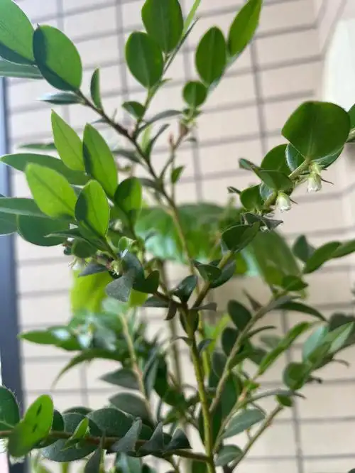 我的小叶紫檀开花啦