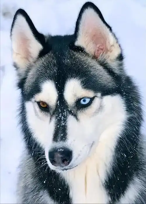 "高颜值狗"排行,第一名碾压其他狗!你觉得呢?