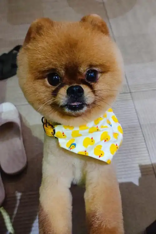 剪完毛的博美好可爱哦