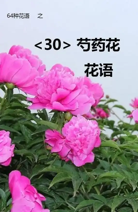 #芍药花 #芍药花语 自古风流芍药花,花娇袍紫叶翻鸦.诗成 - 抖音
