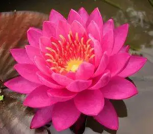 湖南美丽莲花图片