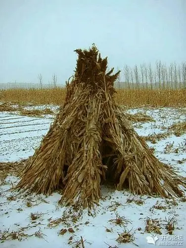 农忙季节,大人堆起来的玉米杆,可以捉迷藏啊!那个热闹啊!