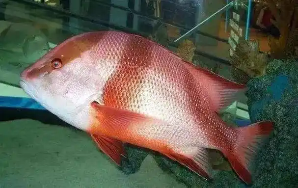 20,千雕鱼/三刀鱼/川纹笛鲷/千年笛鲷19,石斑鱼(种类很多)18,七星鱼