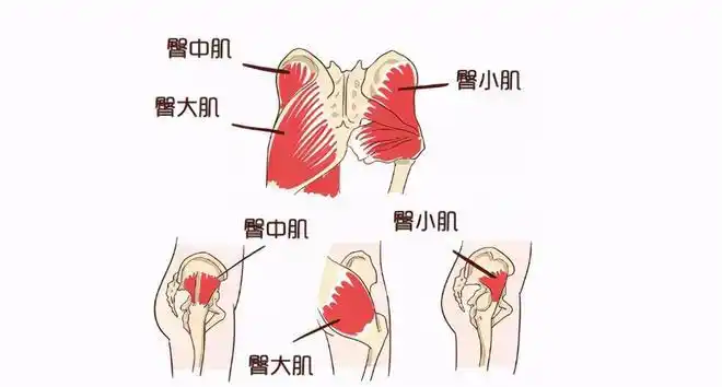臀中肌和臀小肌虽然较小,但作为重要的稳定肌,能够配合实现髋伸,髋外