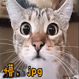 萌宠猫家猫懵jpg蒙圈soogifsoogif出品gif动图_动态图_表情包下载
