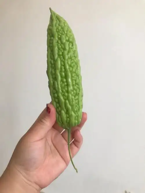 嘎嘎苦的苦瓜