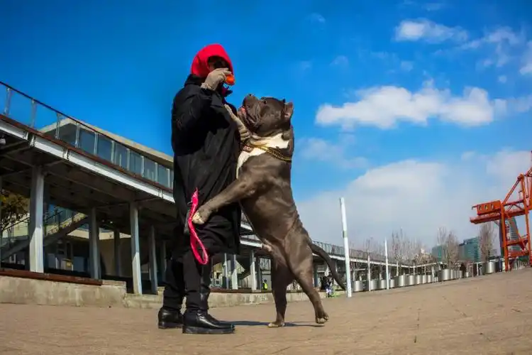 很多人不知道大体恶霸到底是多大