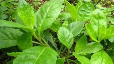 原创: 鲜为人知的"神奇救命草", 能防癌抗癌,延年益寿!