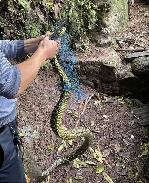 三米大蛇自投罗网警民合力解救