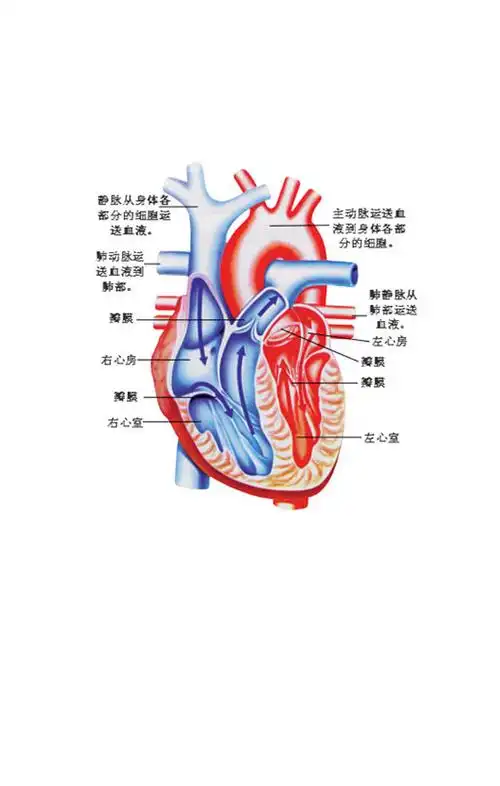 心脏的完整结构