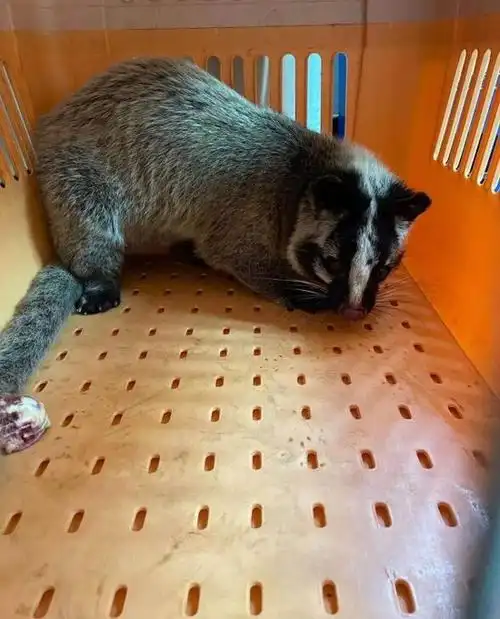 果子狸进城迷路相关部门救治后放归自然