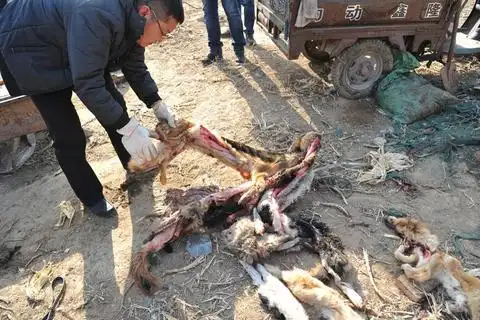 山西爱狗志愿者屠宰场救狗
