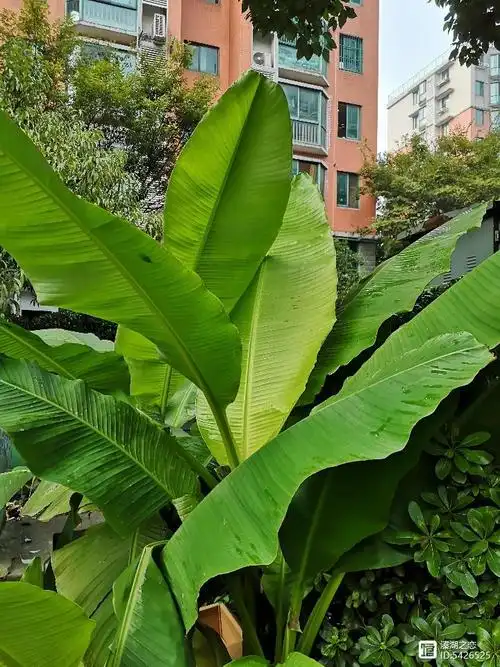 摄影:芭蕉树的美