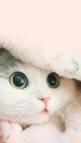 大眼萌猫,高清图片,手机锁屏桌面-壁纸族