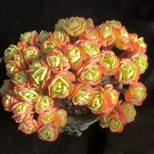 精品多肉 碧桃老桩多肉植物 三年老桩  一物一拍