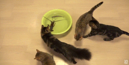 猫咪gif鱼gif大虾gif害怕gif围着转gif搞笑gif逗弄gif