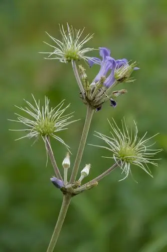 大叶铁线莲vv首发