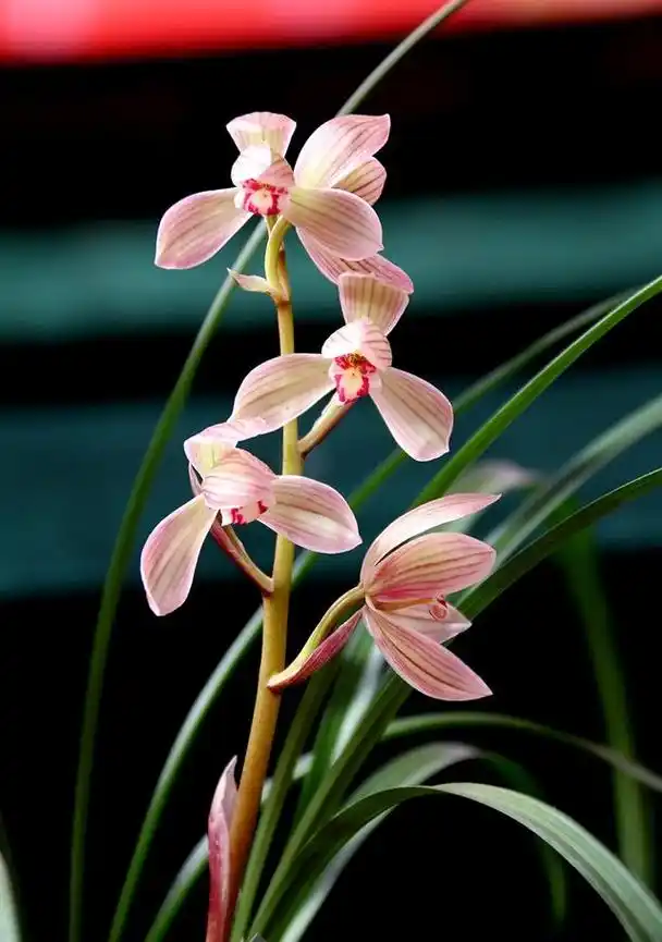 大理巍山早年下山的一颗莲瓣兰粉红瓣型花,后来成为传世精品