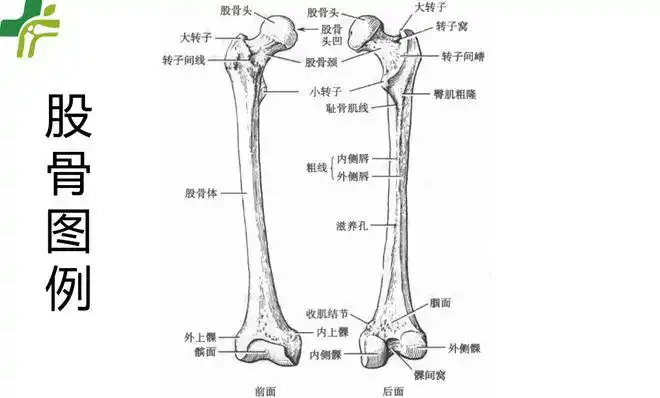 三口骨科品牌故事三口伯伯说骨事股骨干骨折你知多少
