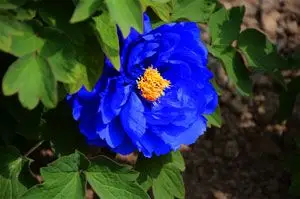 视频解读:蓝色牡丹花真实图片原来是这样子的!