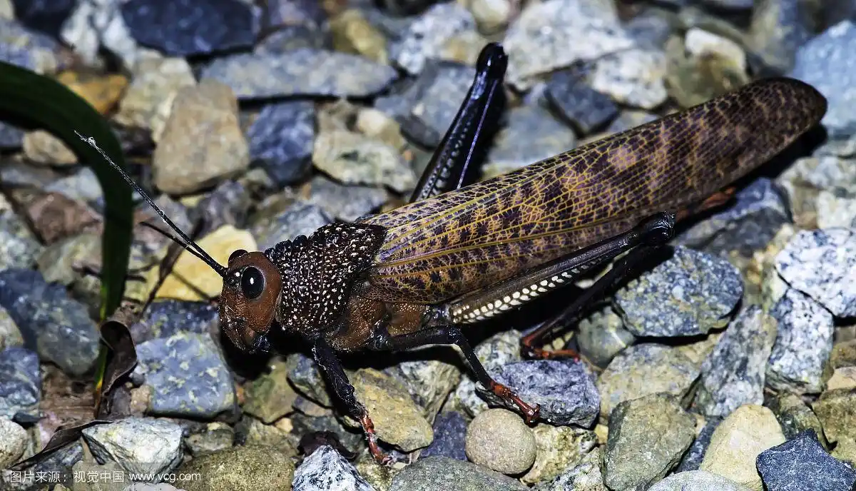 巨型红翅蚱蜢坐在卵石上的肖像