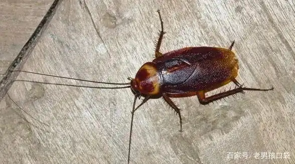 还是说只有雄性蟑螂会飞