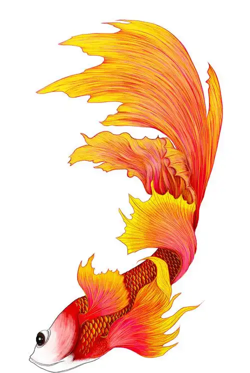 插画鱼锦鲤鲤鱼02