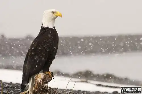世界三大猛禽排名 金雕是老鹰的一种