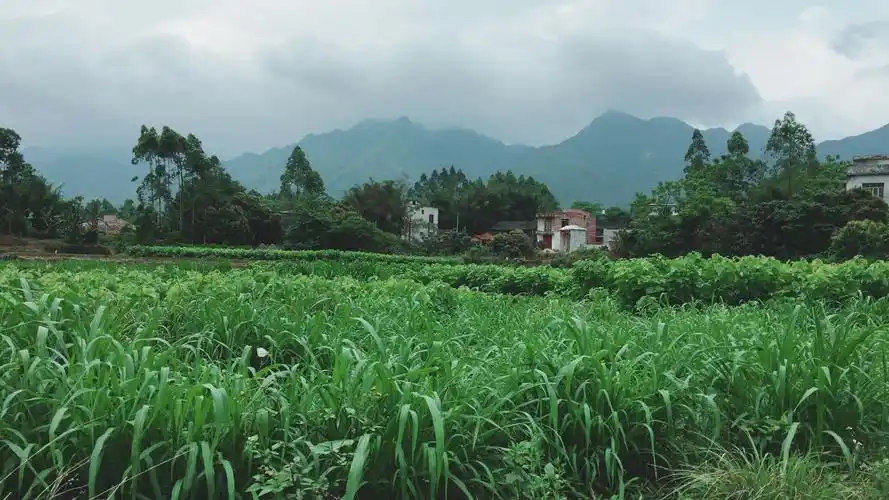 乡村田间