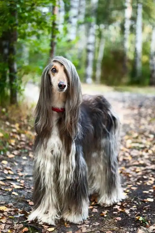 阿富汗猎犬(afghan hound)