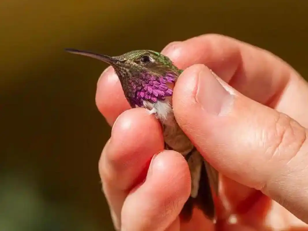 世界上最小的鸟——蜂鸟 世界上最小的鸟就是蜂鸟,它的体重一般在2.