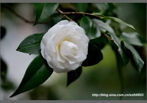 拍不厌的白雪塔(2018茶花季之十一)