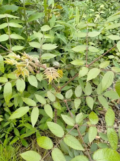 油麻血抱木麻王苦粑粑草华萝藦小夜关门小蓑衣藤粑粑草梯茎疳积草红山