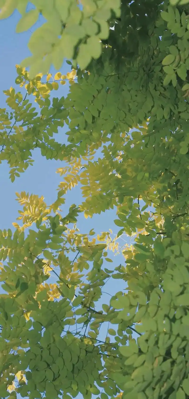 你看点赞是向日葵哎 #抖音夏日阳光季 #壁纸分享#有趣的知 - 抖音