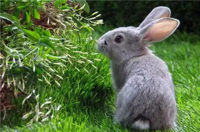 2023年为什么是黑兔年2023年黑兔年适合生孩子吗