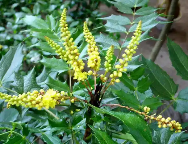 黄柏的作用与功效黄柏的副作用