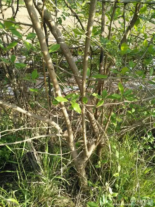 《柘木初识》——南檀北柘的传说