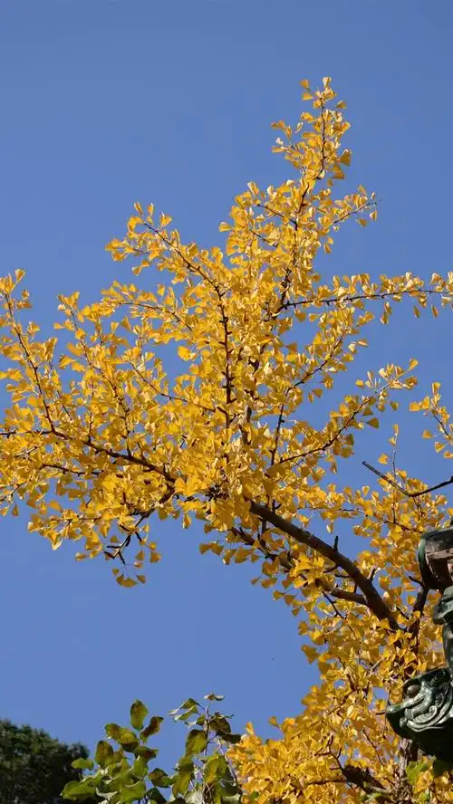 黄色杏树叶子,屋顶,蓝天 iphone 壁纸
