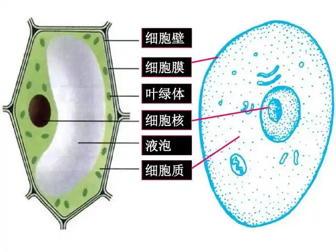 七年级科学细胞课件8ppt