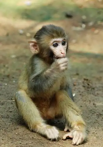 杭州拍摄到的猴子