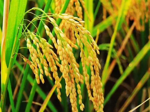 水稻_霍邱县中兴粮食种植家庭农场