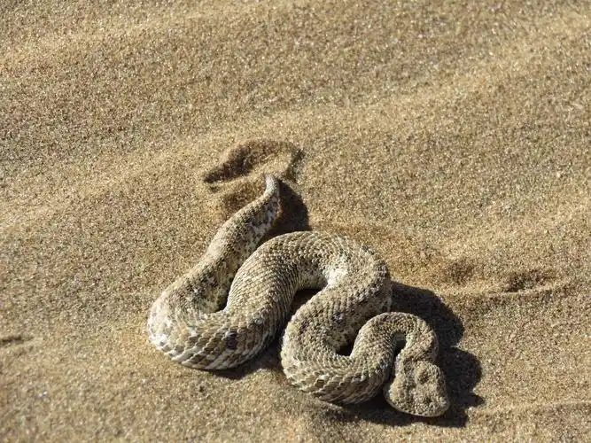 纳米比亚之行 - 沙漠篇