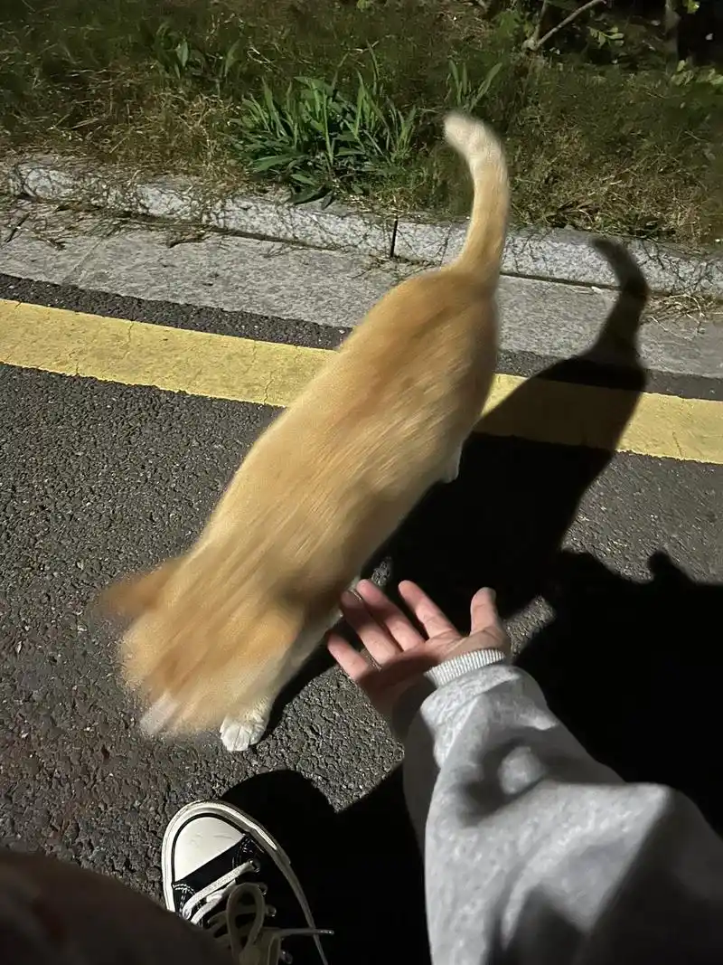 一人一猫一板.我还有大头陪我#路灯下的影子 - 抖音