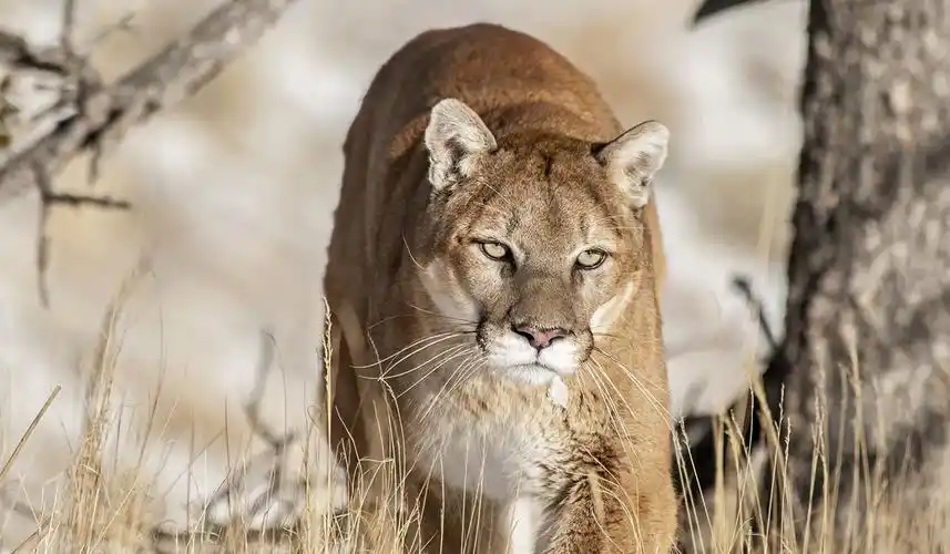 美洲狮是生活在美洲的狮子?实际上它与狮子的关系并不大_百科ta说