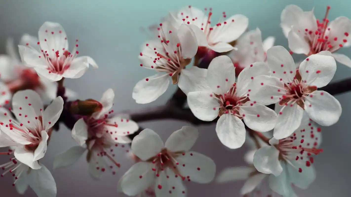 唯美浪漫的樱花桌面壁纸