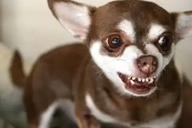 一旦遇见狗狗有这样的行为,容易被咬,最好躲远点!_时候_咬人_情况